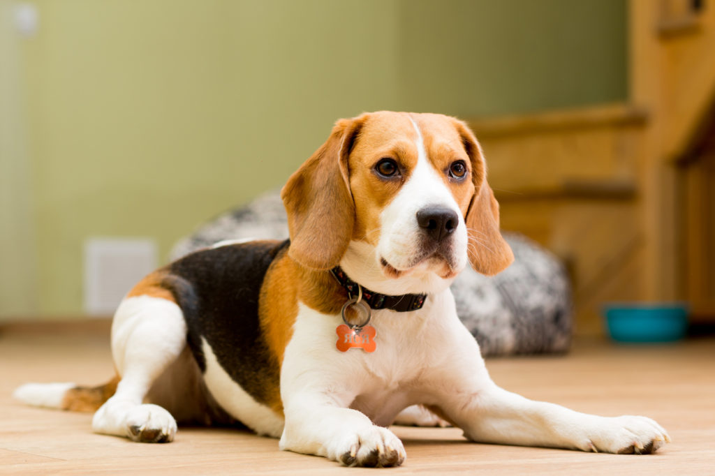 Typischer Hundeblick eines Beagles Beagle Hundeblick