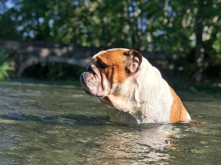 Englische Bulldogge im Wasser