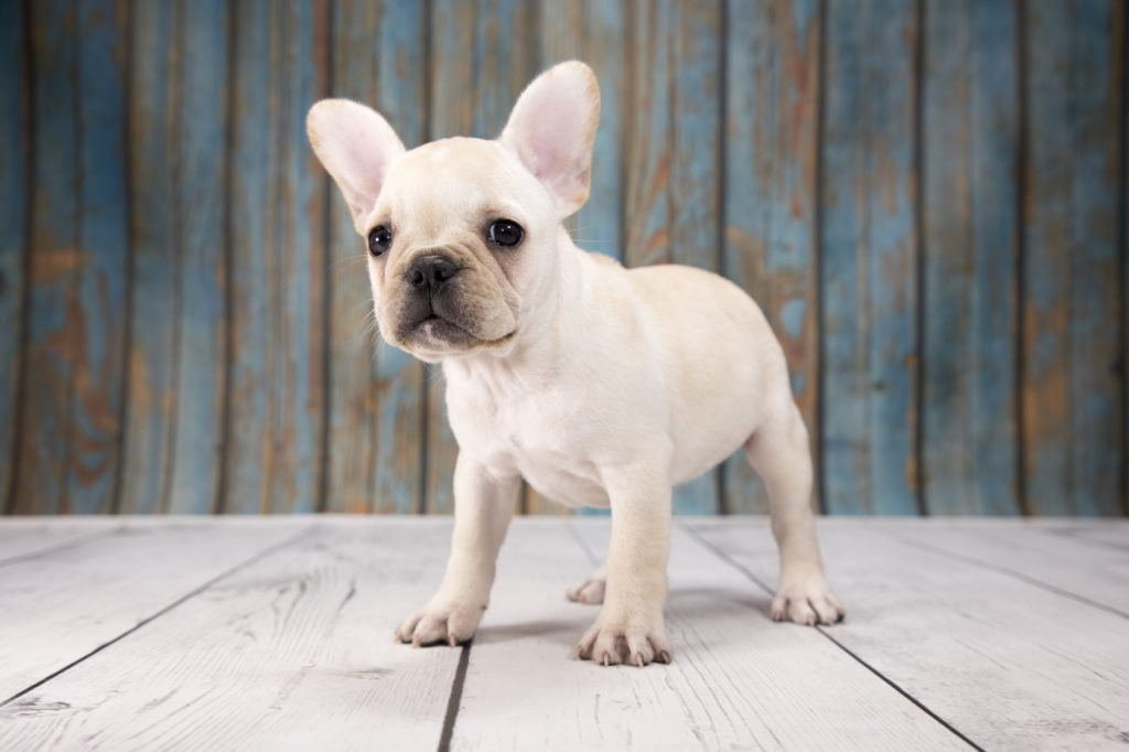 Französische Bulldogge Welpe Französische Bulldogge Welpe