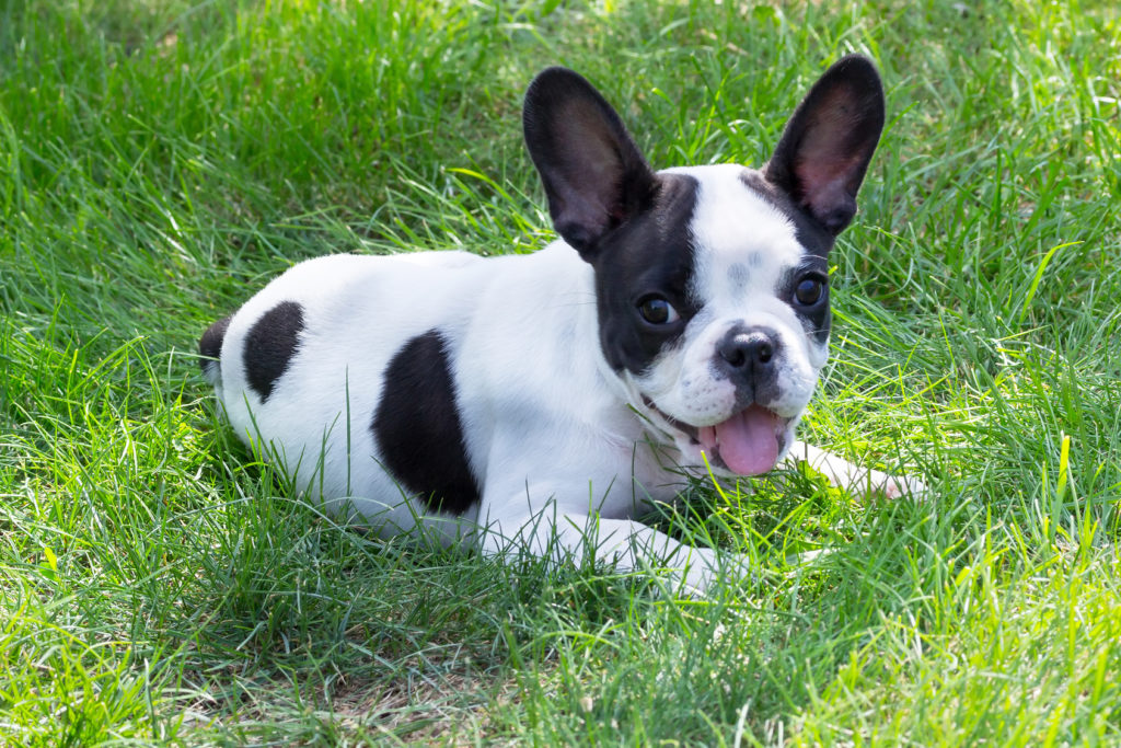 Französische Bulldogge Welpe lächst Französische Bulldogge Welpe lächst
