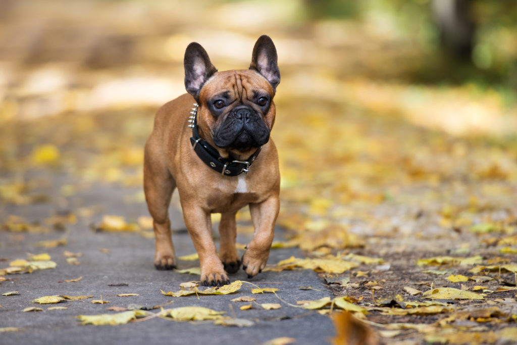Französische Bulldogge im Herbst Französische Bulldogge im Herbst