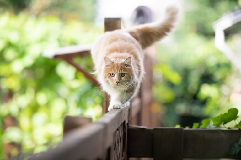 Katze balanciert auf Zaun im ungesicherten Garten