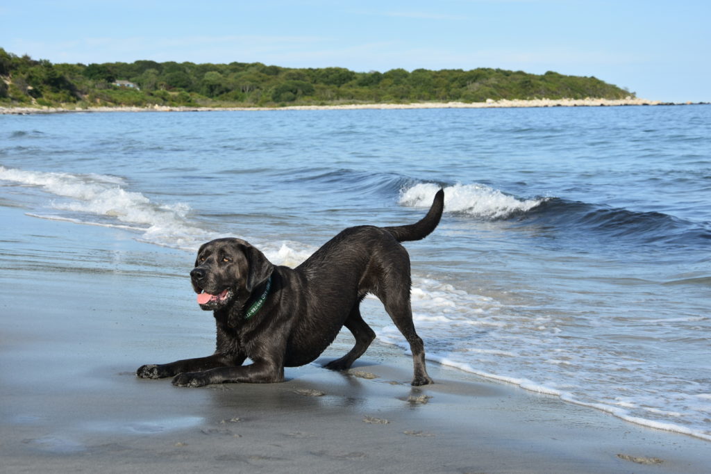 Ein schwarzer Labrador spielt am Ufer