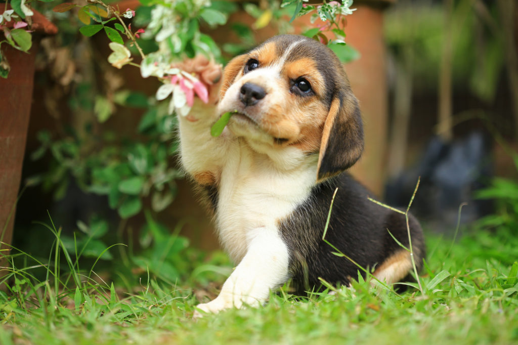 Beagle Welpe neugierig und unerschrocken beagle welpe im garten