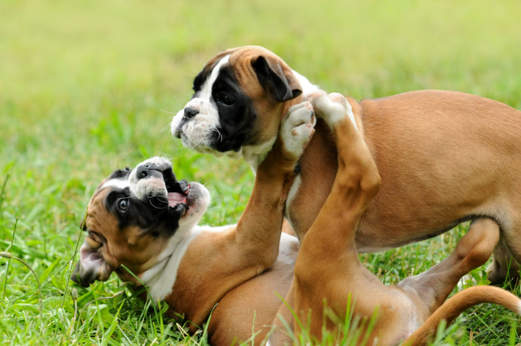 zwei boxer welepen spielen im gras