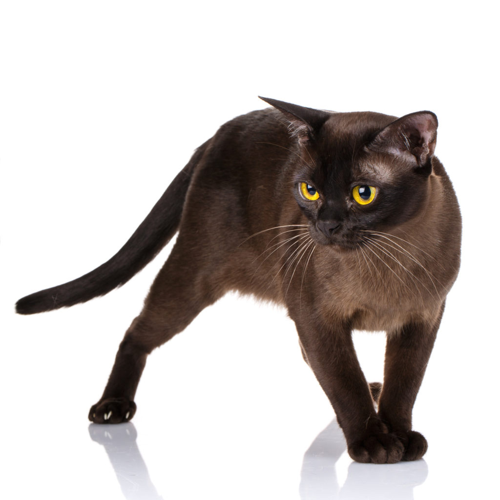 burma katze Mörk burma katt