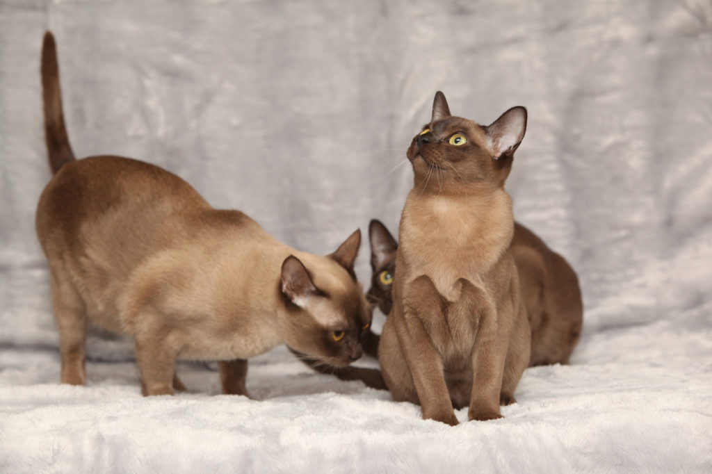 burma katzen spielen Två Burma katter