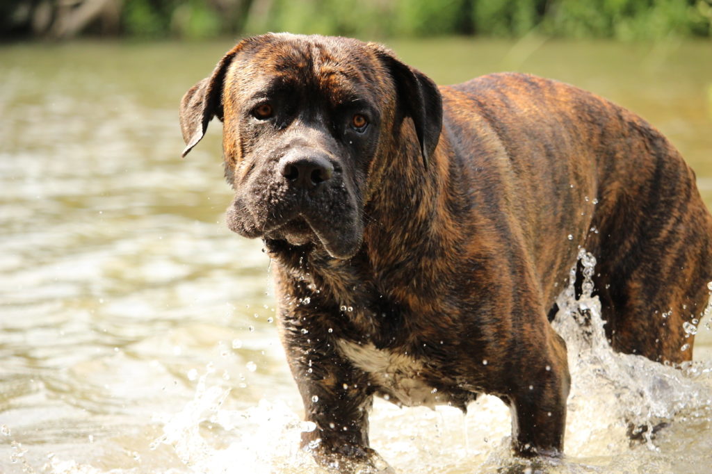Cane Corso Cane Corso