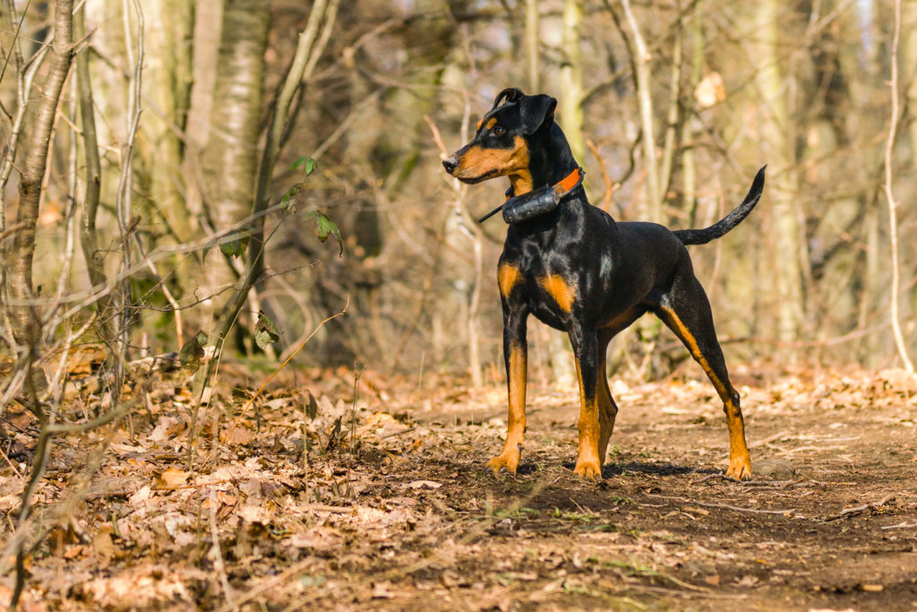 Ein Deutscher Pinscher beobachtet etwas im Wald deutscher pinscher im Wald