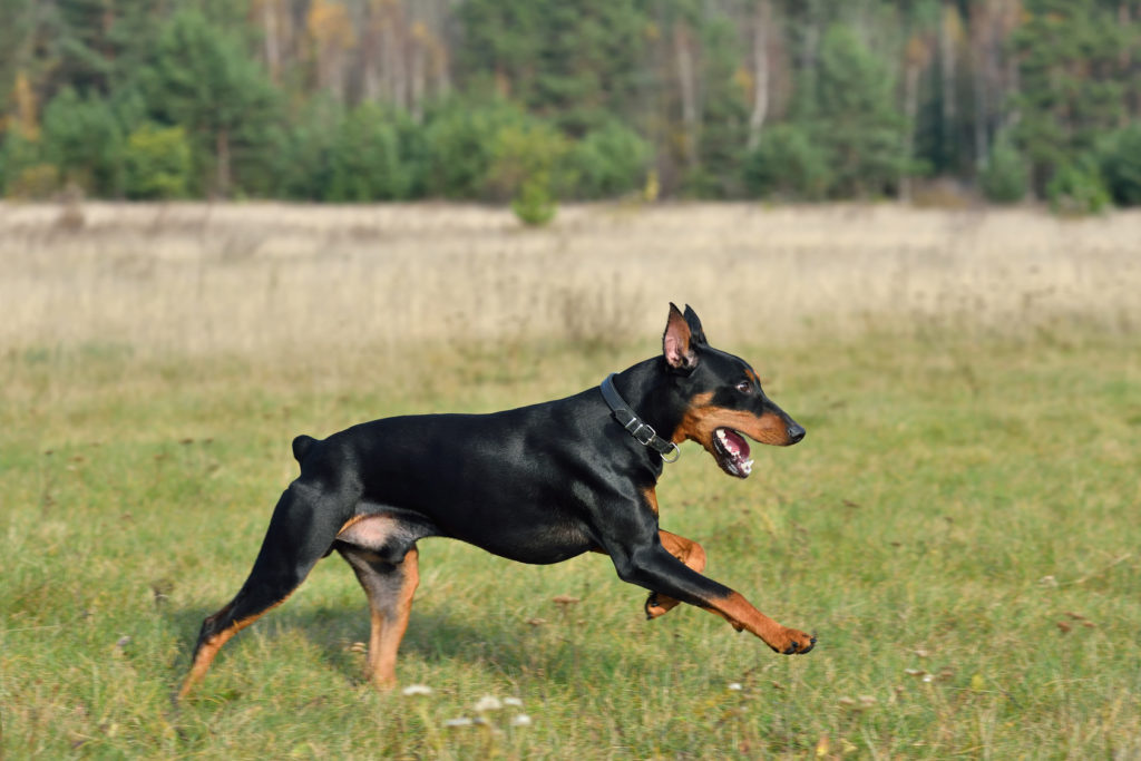 deutscher pinscher im grass