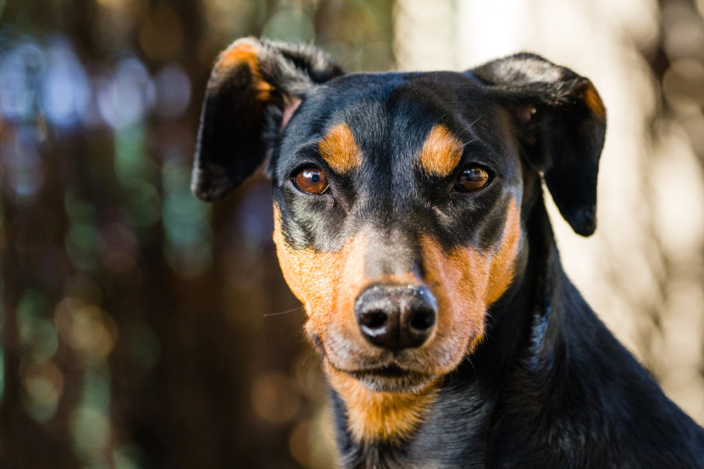 deutscher pinscher portrait deutscher pinscher portrait
