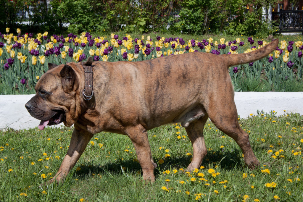 dogo canario im grass presa canario im grass