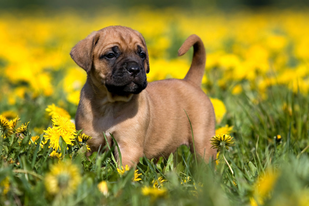 dogo canario welpe presa canario welpe