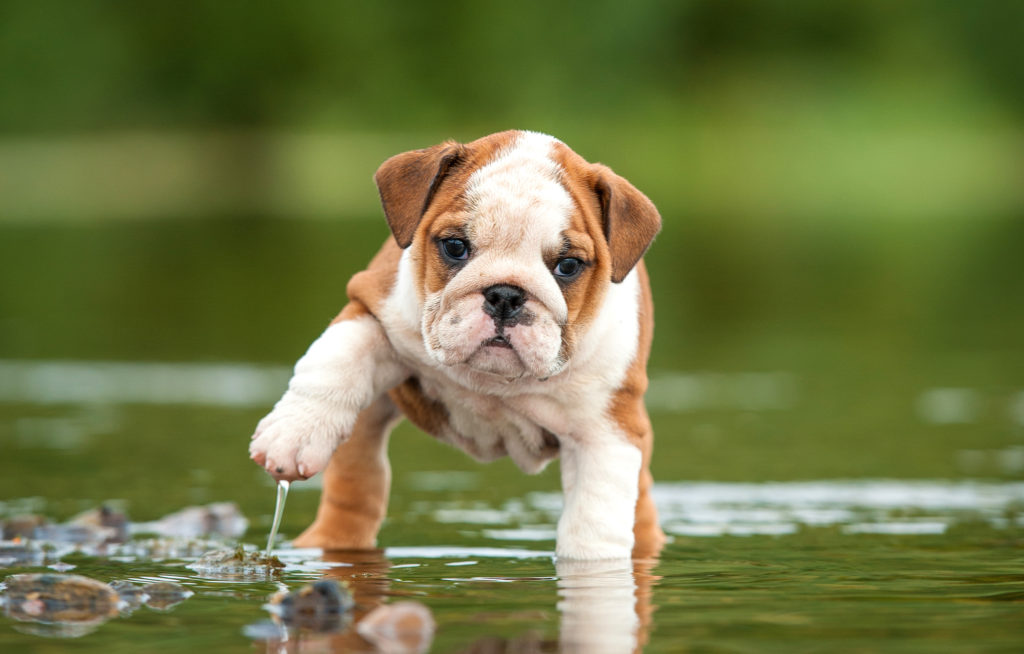 Englische Bulldogge Welpe