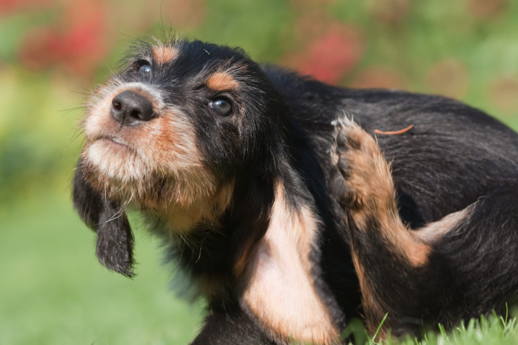 Ein Hund mit Parasiten kratzt sich