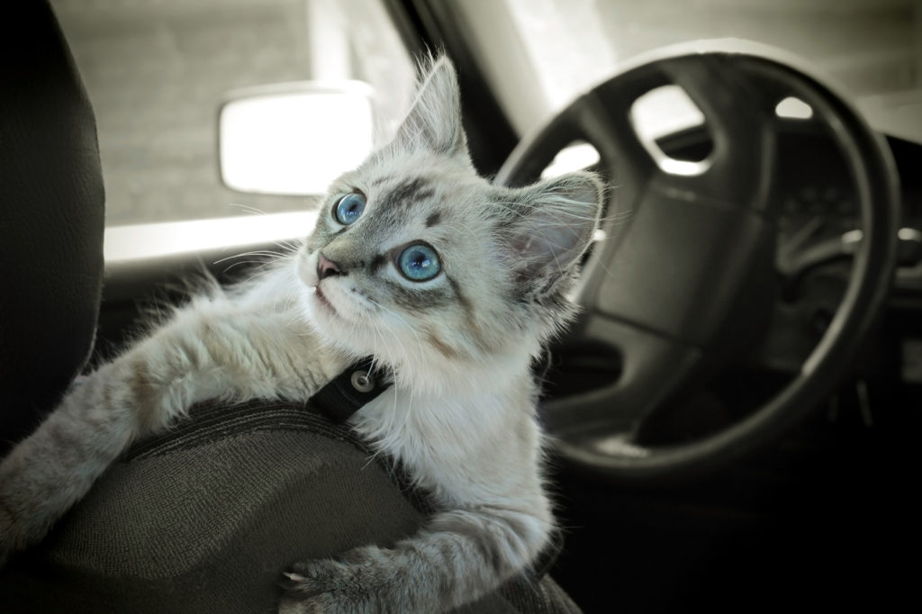 Ein Kätzchen klettert über den Fahrersitz eines Autos. Kätzchen im Auto