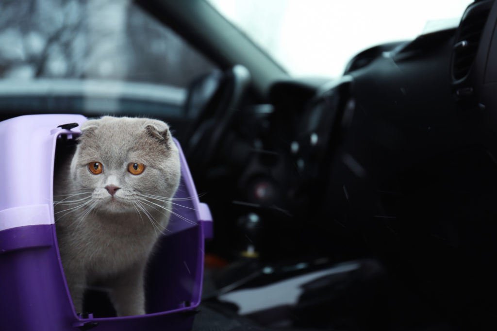 Katze in einer Transportbox auf dem Beifahrersitz Katze im Auto