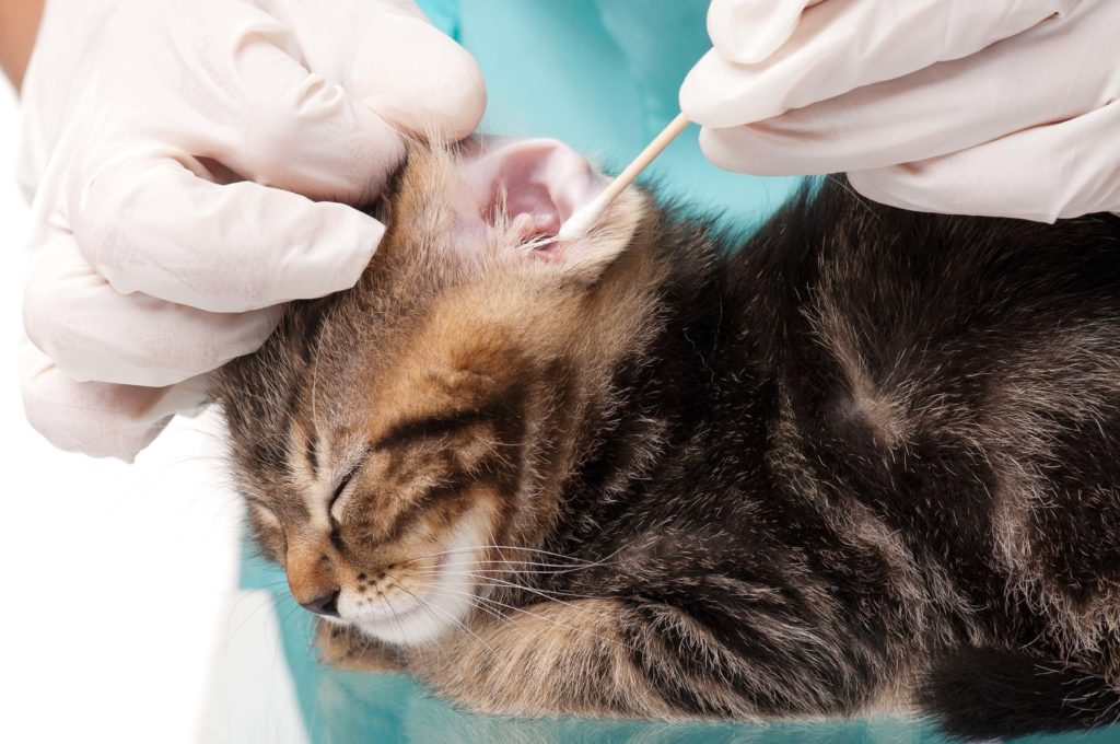 katzenohren reinigen katzenohren reinigen