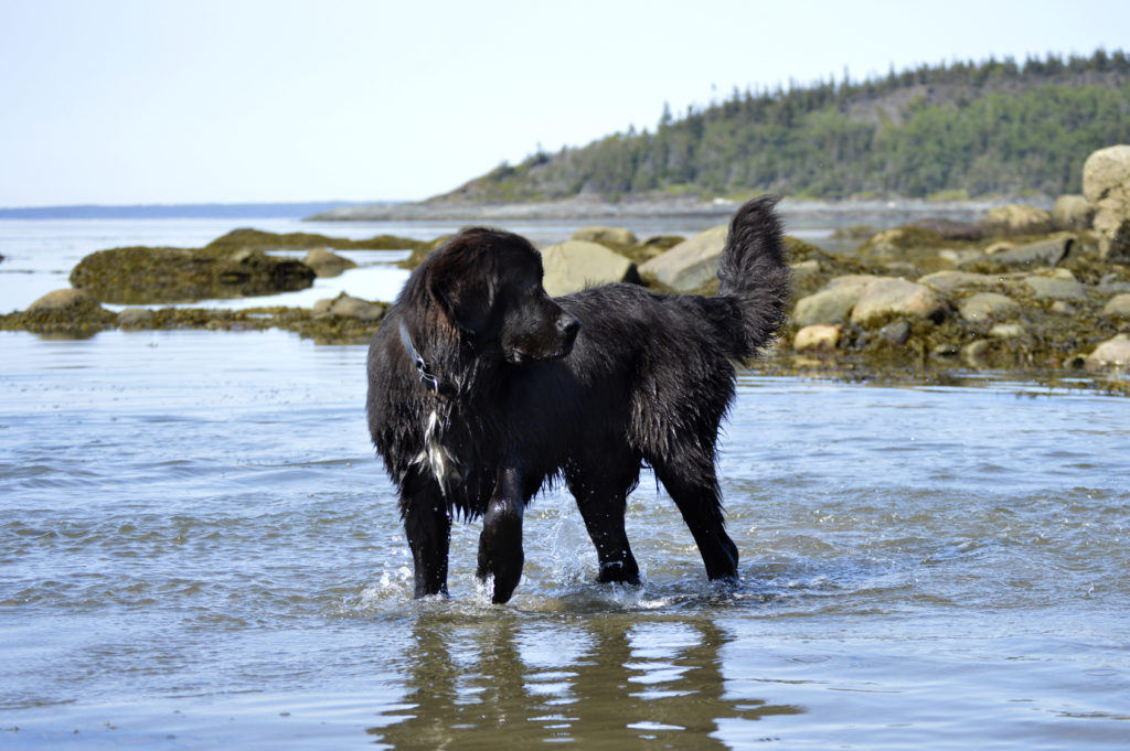 neufundländer im wasser