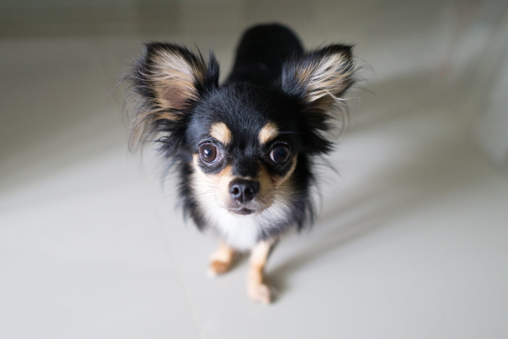 schwarz chihuahua czarny chihuahua