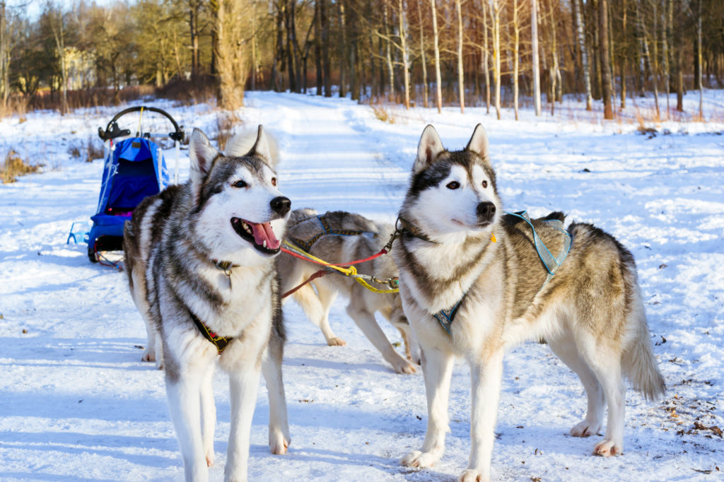 Husky Siberiano