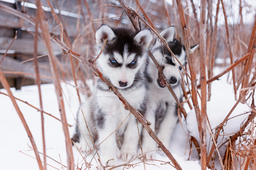 Zwei Siberian Husky Welpen