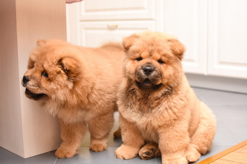 chow chow hundewelpen in küche