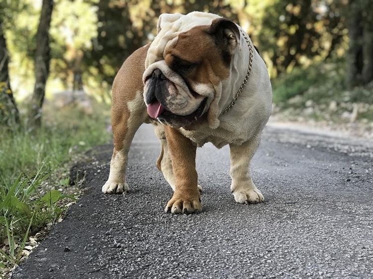 zweifarbig Englische Bulldogge
