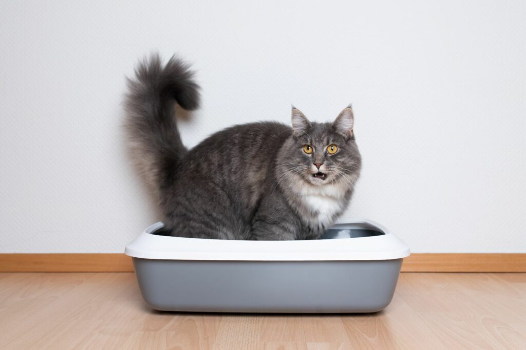 Katze-Katzentoilette-ohne-Haube Kissa hiekkalaatikolla