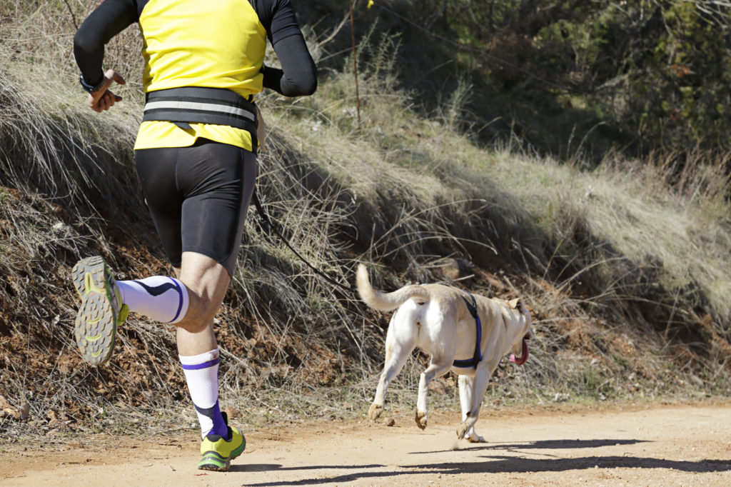 canicross mann und hund beim canicross
