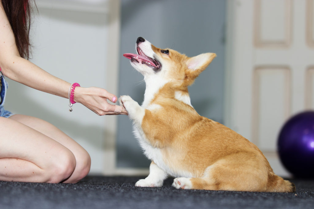 corgi welpe erziehung