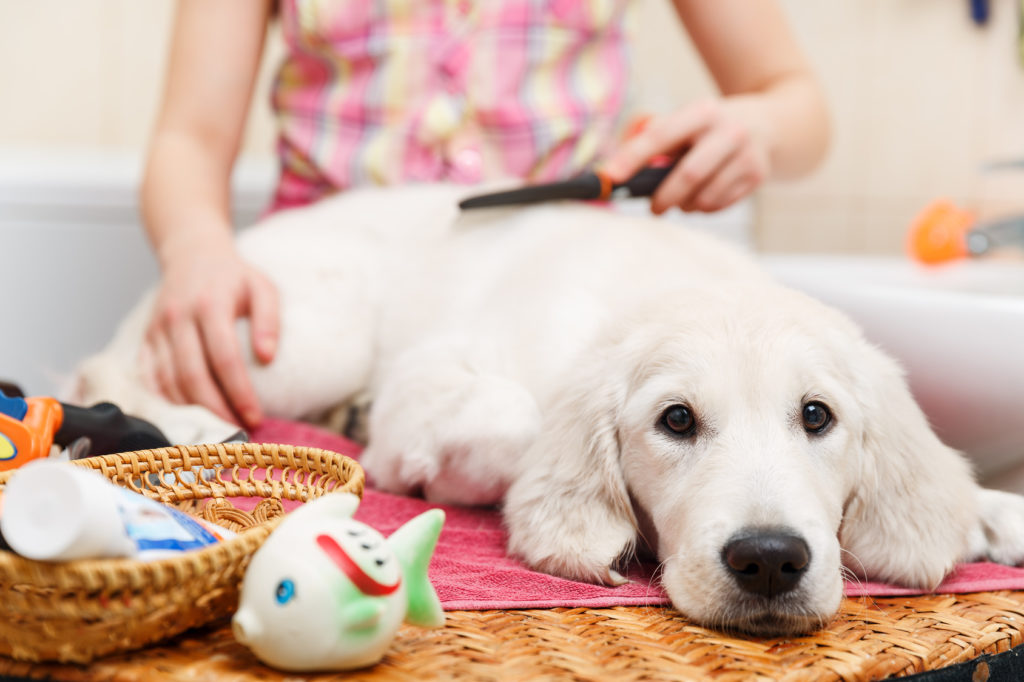 Hund wird gebürstet