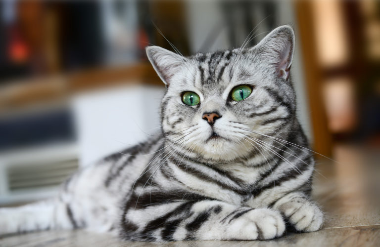 British shorthair