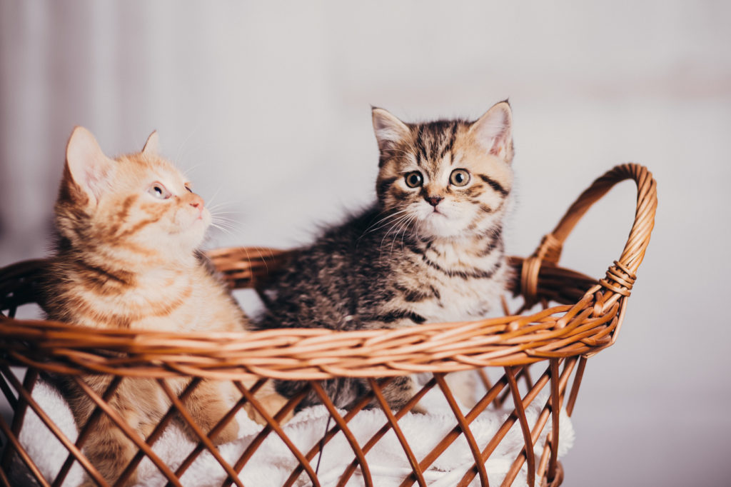 geslacht van een kitten bepalen