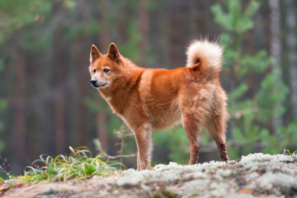The Suomenpystykorva: A Unique and Loyal Dog Breed The Suomenpystykorva: A Unique and Loyal Dog Breed