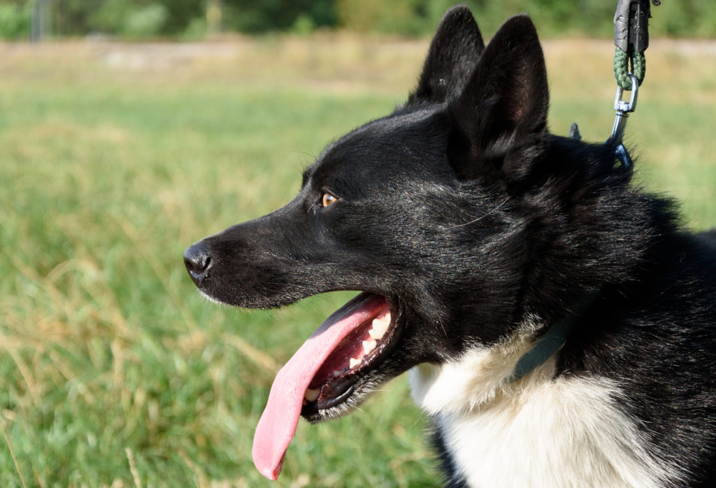 karelische baerenhund portrait karelische baerenhund portrait