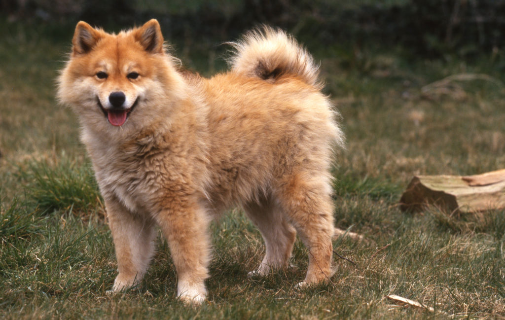 Finnischer Lapphund Welpe