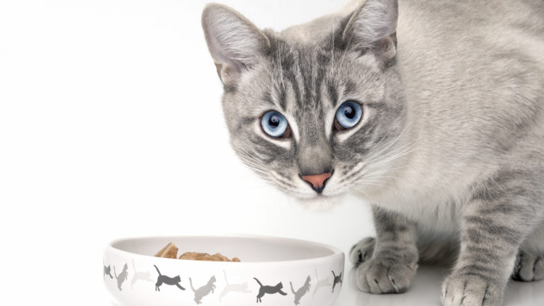 Kissanruokaa aikuiselle kissalle