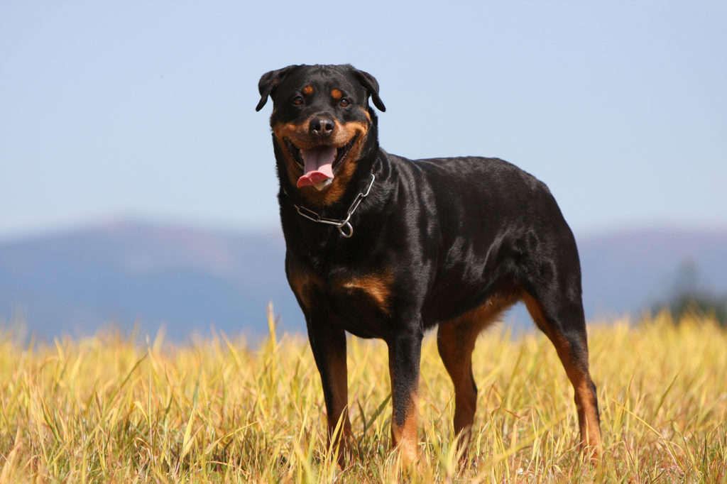 rottweiler rottweiler