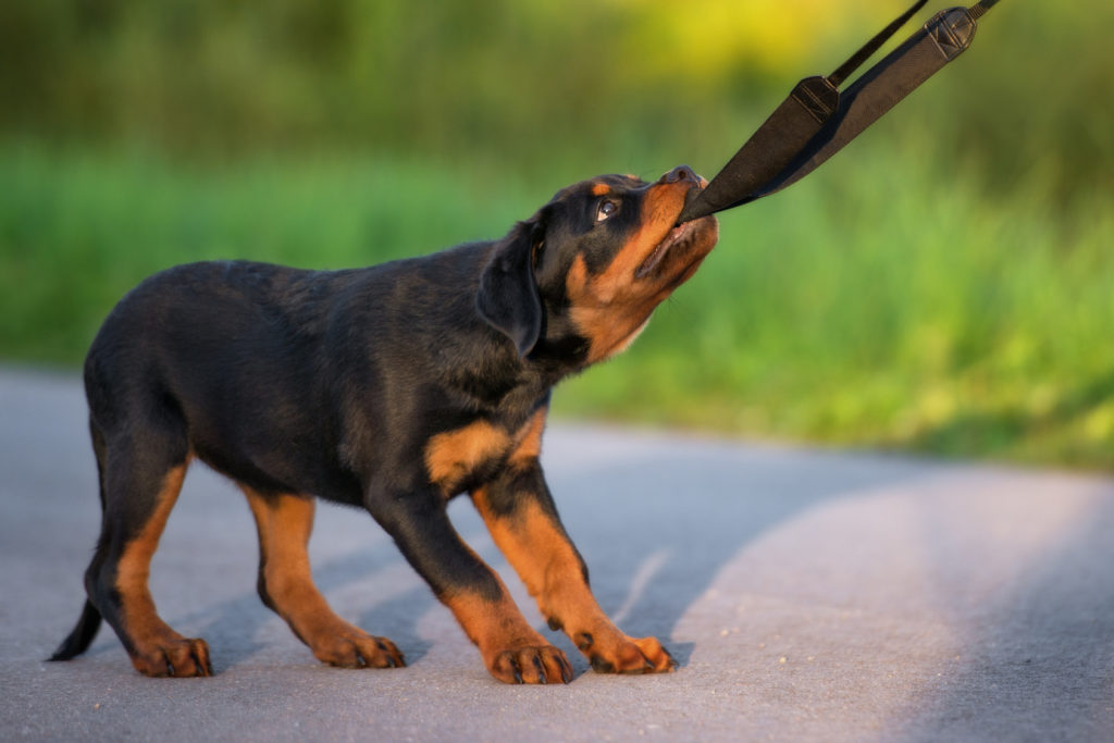 Rottweiler Rottweiler