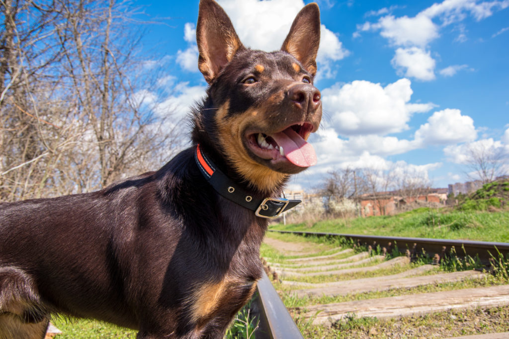 australian-kelpie