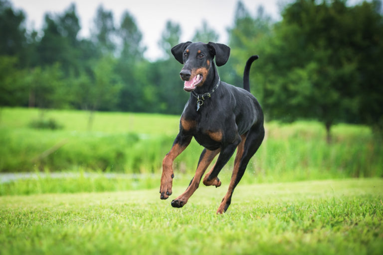 Dobermanni Dobermanni