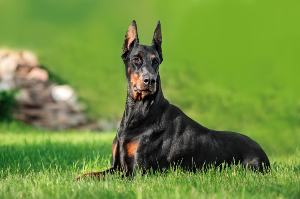 dobermanni dobermanni