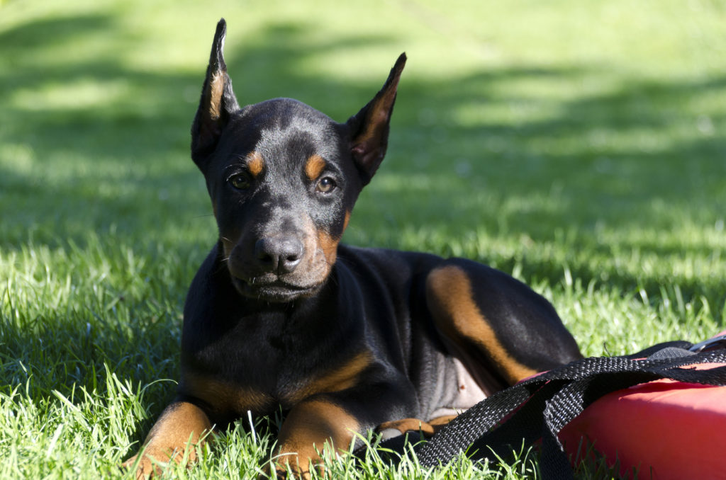 dobermanni dobermanni