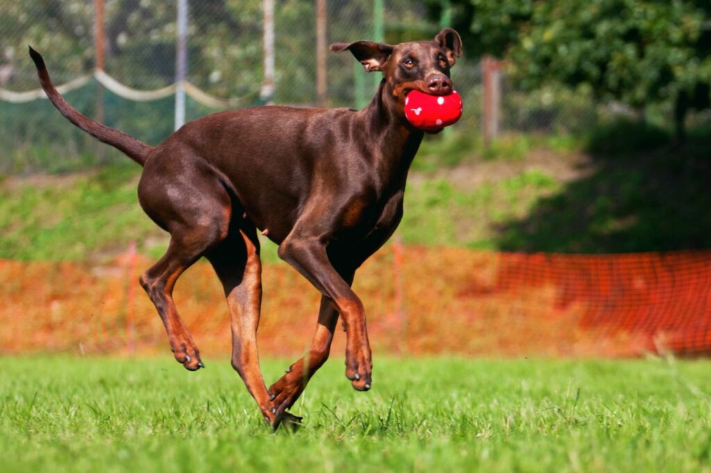 dobermanni leikkii