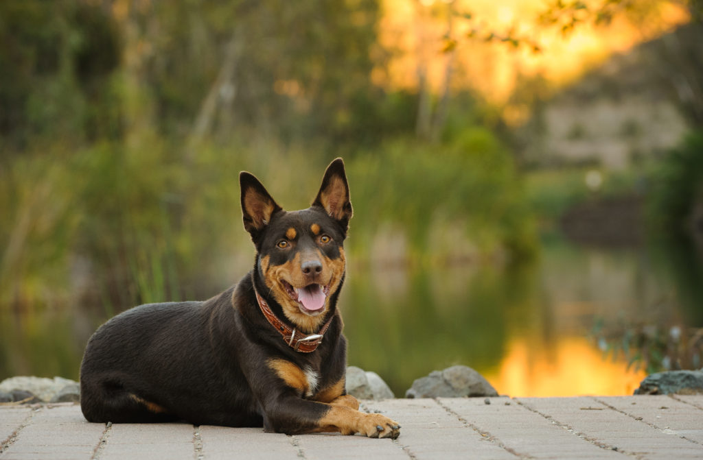 australian-kelpie