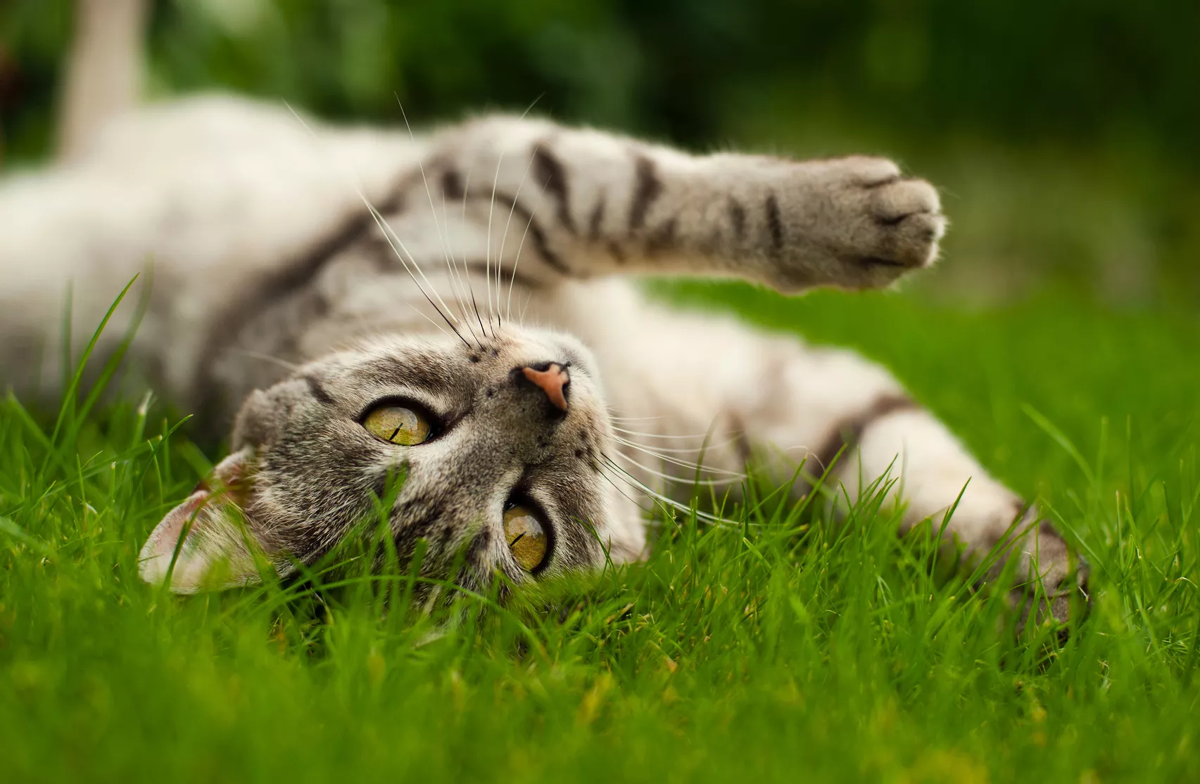 katze wälzt sich