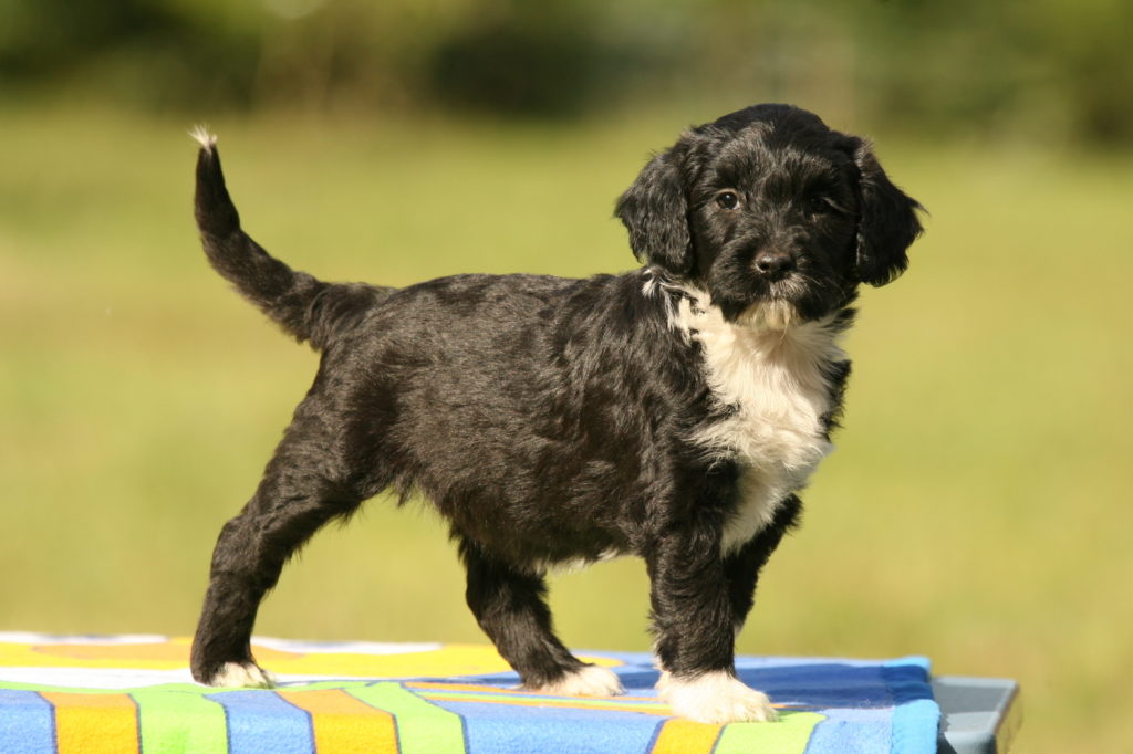 Portugiesischer Wasserhundwelpe