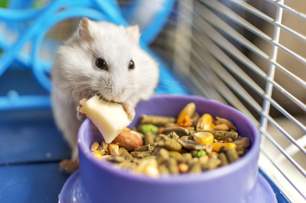 hamster frisst im käfig
