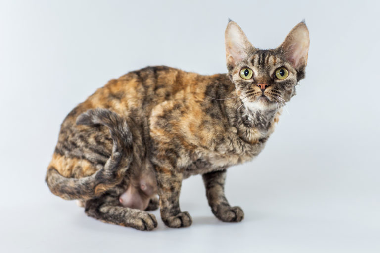 Cornish rex Cornish rex